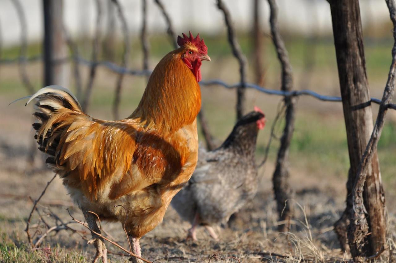 Вилла Alpha Excelsior Guest Farm Клануильям Экстерьер фото